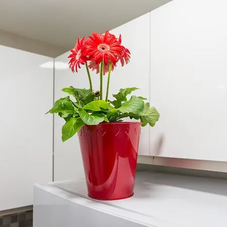 Olletas Studio Apartment *